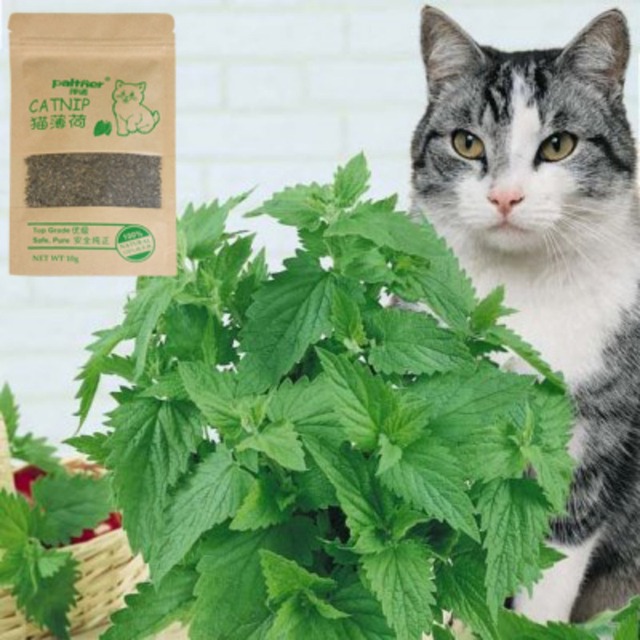 Naturalna kocimiętka organiczna najwyższej jakości - zabawka dla kota z miętą, trawą mentolową i akcesoriami dla kota - Wianko - 1