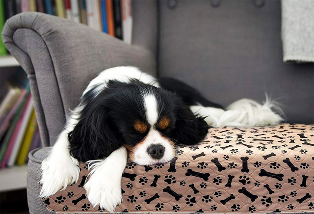 Z30 Dropshipping wodoodporna wielokrotnego użytku łóżko dla psa maty pies moczu Pad Puppy Pee szybko absorbujące Pad dywan na szkolenie dla zwierząt USA Stock - Wianko - 9
