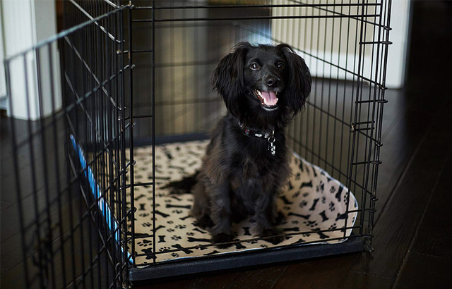 Z30 Dropshipping wodoodporna wielokrotnego użytku łóżko dla psa maty pies moczu Pad Puppy Pee szybko absorbujące Pad dywan na szkolenie dla zwierząt USA Stock - Wianko - 8