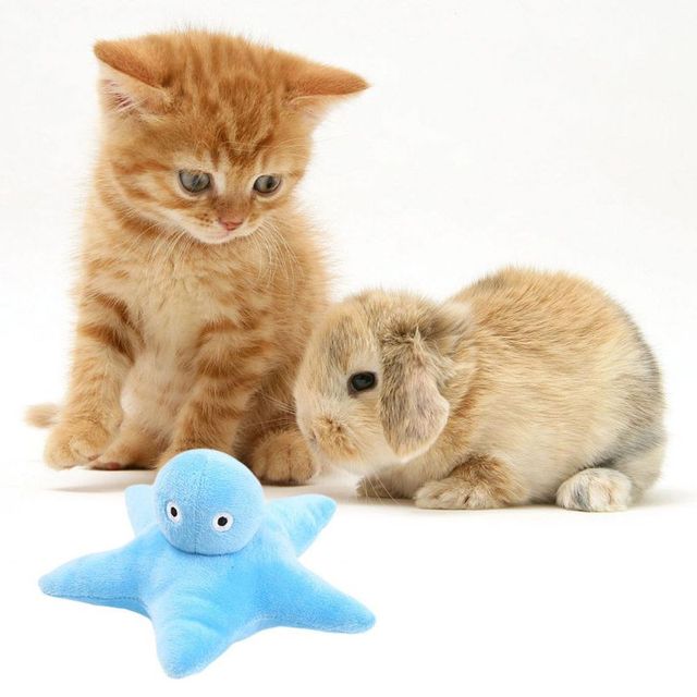 Słodkie pluszowe zwierzątka - pies i kot, odporne na zgryz, szkoleniowe molowe zabawki dla szczeniąt - Wianko - 4