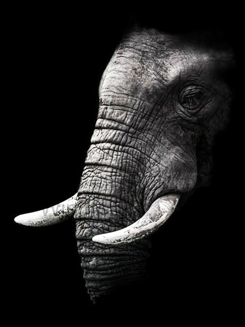 Diamentowe malowanie 5D - czarno-biały słoń - hafty pełne diamentowe kwadraciki - mozaika zwierząt - wiszące dzieło - Wianko - 24