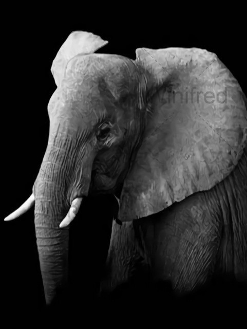 Diamentowe malowanie 5D - czarno-biały słoń - hafty pełne diamentowe kwadraciki - mozaika zwierząt - wiszące dzieło - Wianko - 11