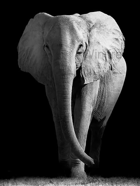 Diamentowe malowanie 5D - czarno-biały słoń - hafty pełne diamentowe kwadraciki - mozaika zwierząt - wiszące dzieło - Wianko - 23