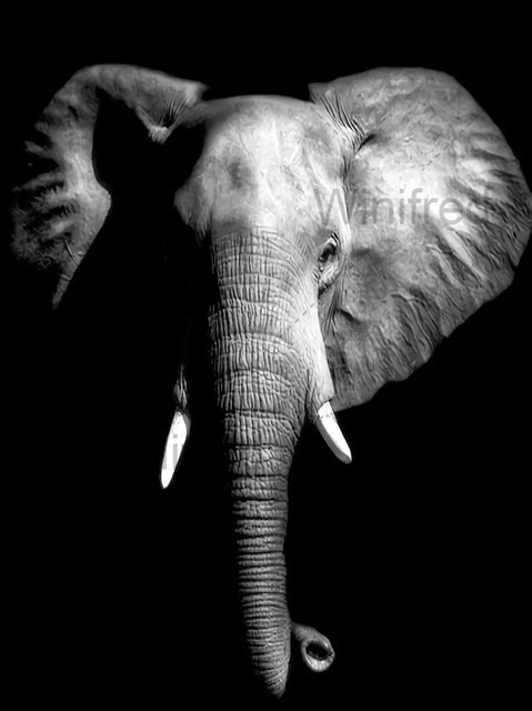 Diamentowe malowanie 5D - czarno-biały słoń - hafty pełne diamentowe kwadraciki - mozaika zwierząt - wiszące dzieło - Wianko - 12