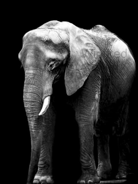 Diamentowe malowanie 5D - czarno-biały słoń - hafty pełne diamentowe kwadraciki - mozaika zwierząt - wiszące dzieło - Wianko - 10