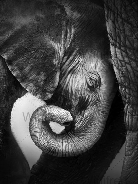 Diamentowe malowanie 5D - czarno-biały słoń - hafty pełne diamentowe kwadraciki - mozaika zwierząt - wiszące dzieło - Wianko - 18