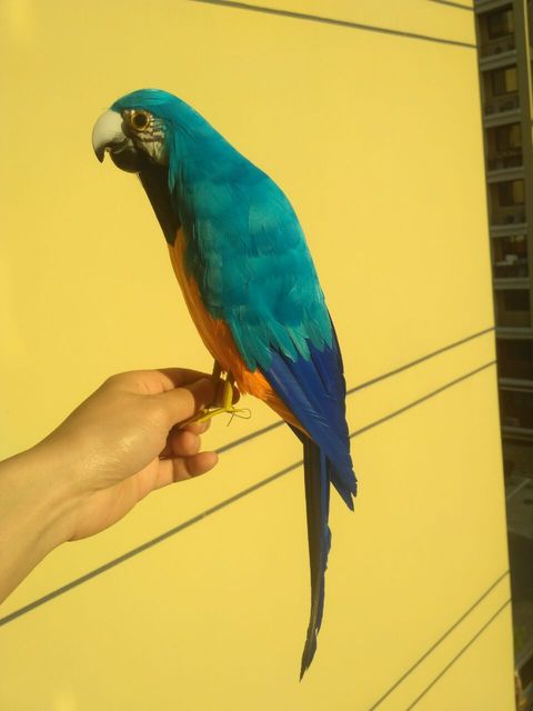 Piankowa i piórowa symulacja niebieskiej i pomarańczowej papugi model papugi ptak prezent 40 cm xf0208 - FIGURKA - Wianko - 1