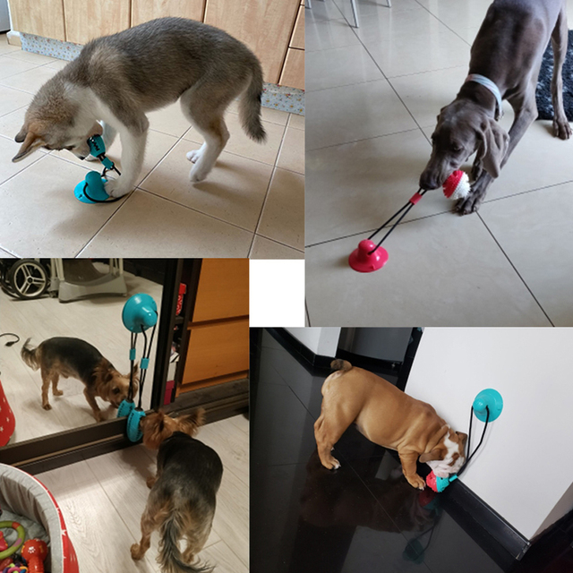 Zabawka interaktywna dla psów - piłka z przyssawką do żucia i czyszczenia zębów - Wianko - 12