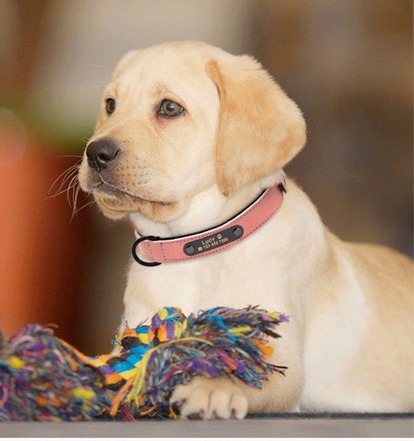 Niestandardowe skórzane obroże personalizowane dla psów - różowa, czarna, zielona, róża, niebieska - Wianko - 14