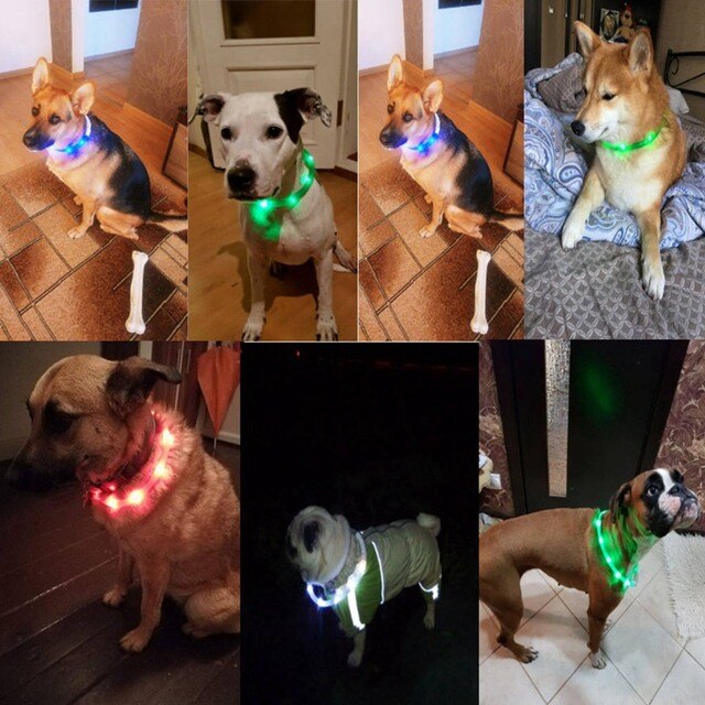 Pet LED ładowane na USB obroża świecąca dla bezpieczeństwa nocą - wodoodporna obroża dla zwierząt domowych, idealna dla małych psów+ smycz LED - Wianko - 5