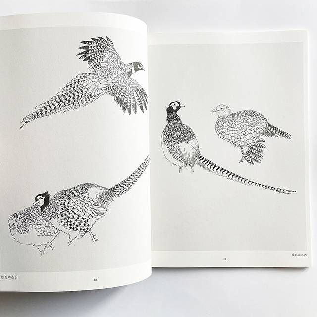 Nauka rysowania linii przez analogię - podręcznik kolorowanki dla dorosłych z obrazami ptaków - Wianko - 4