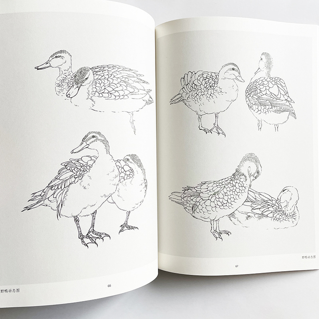 Nauka rysowania linii przez analogię - podręcznik kolorowanki dla dorosłych z obrazami ptaków - Wianko - 11