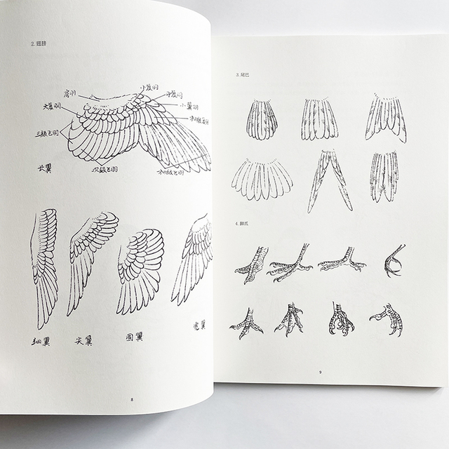 Nauka rysowania linii przez analogię - podręcznik kolorowanki dla dorosłych z obrazami ptaków - Wianko - 2