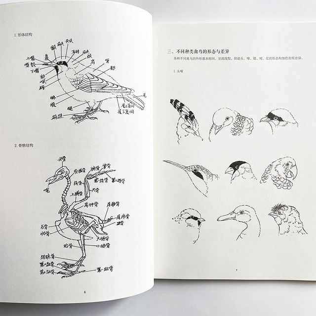 Nauka rysowania linii przez analogię - podręcznik kolorowanki dla dorosłych z obrazami ptaków - Wianko - 1