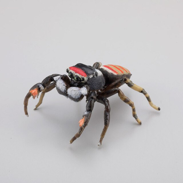 Kapsułka Q muzeum - Japoński pająk Argiope Amoena Cyrtarachne Bufo 5 rodzajów Figurki Akcji - Wianko - 5