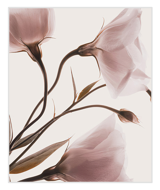 Rozpływający się różowy kwitnący kwiat - malarstwo na płótnie jako dekoracja wnętrza domowego - Wianko - 8