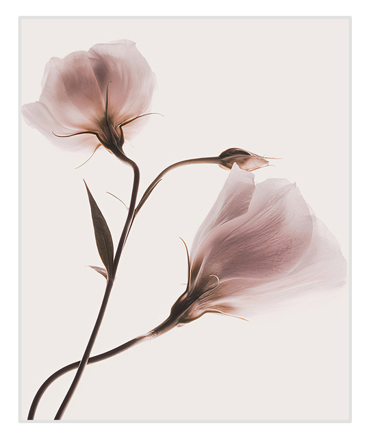Rozpływający się różowy kwitnący kwiat - malarstwo na płótnie jako dekoracja wnętrza domowego - Wianko - 12