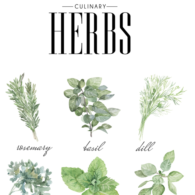 Dekoracyjny plakat kulinarne zioła - botaniczne przyprawy na płótnie - Wianko - 1