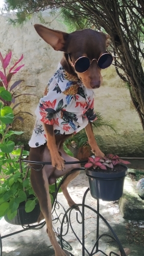 Letnia koszula dla psa z nadrukiem psa i wzorem ananasa, styl hawajski - Wianko - 2