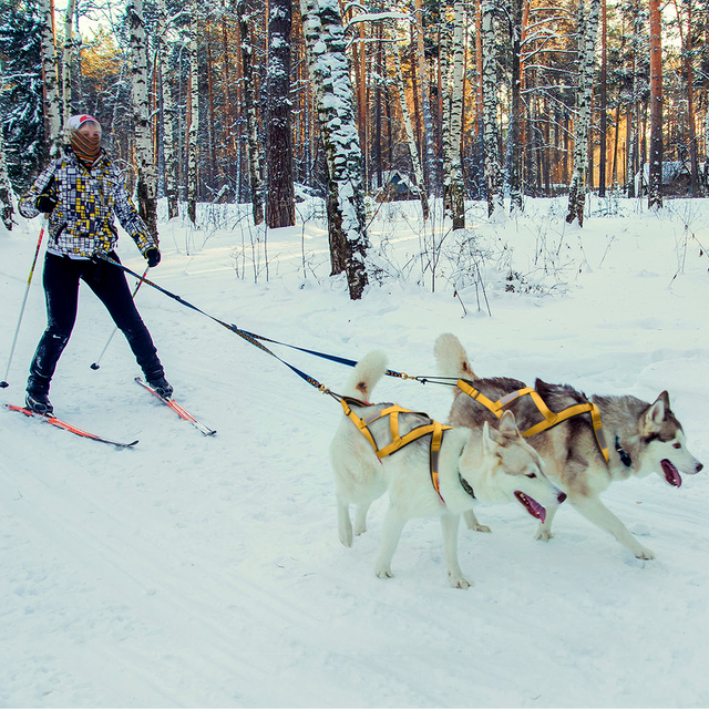 Wszystko w Jednym Łączona uprząż dla dużych psów - wodoodporne i odblaskowe, idealna do treningu i aktywności alaskańskiego jeżdżenia na psach i skigoringu - Wianko - 14