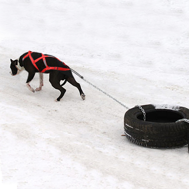 Wszystko w Jednym Łączona uprząż dla dużych psów - wodoodporne i odblaskowe, idealna do treningu i aktywności alaskańskiego jeżdżenia na psach i skigoringu - Wianko - 15