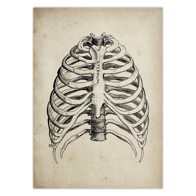 Naklejka ścienno-dekoracyjna z artystycznym vintage motywem anatomii medycznej człowieka dla lekarzy i klinik - Wianko - 4