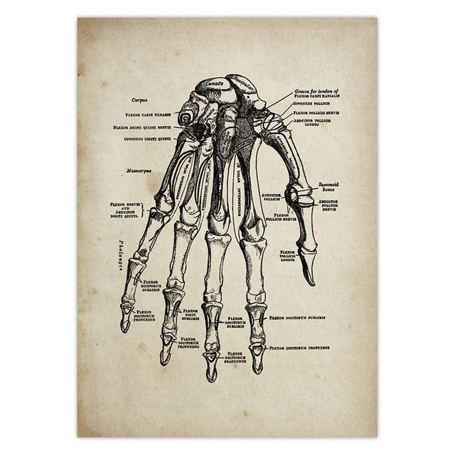 Naklejka ścienno-dekoracyjna z artystycznym vintage motywem anatomii medycznej człowieka dla lekarzy i klinik - Wianko - 1