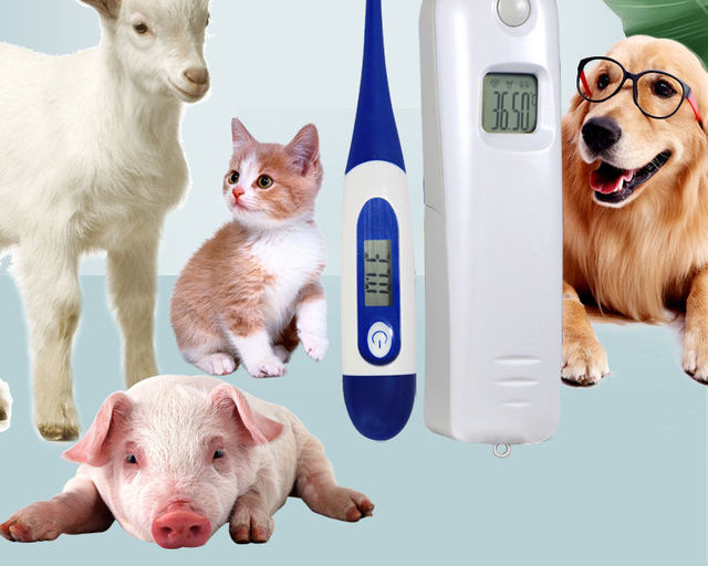 Elektroniczny termometr cyfrowy odbytniczy Ehermometer dla psów, kotów, koni, świń i owiec - Wianko - 2