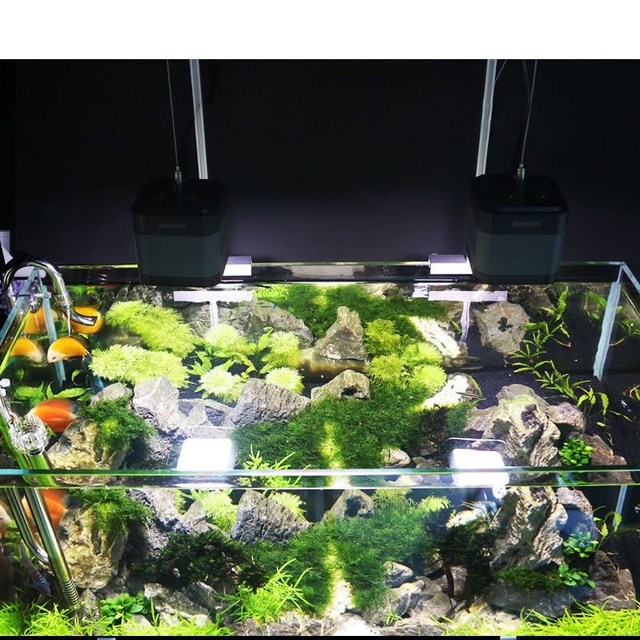 Akwarium z pełnozakresowym oświetleniem LED dla roślin wodnych - Wianko - 23