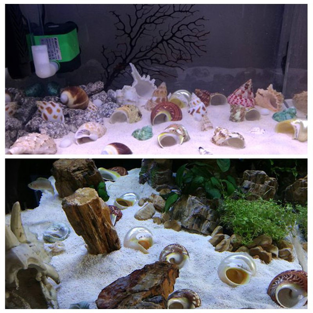 Naturalna muszla butik - Ślimak pustelnik kraba rolka skorupiaki, dekoracja akwarium, rzemiosło - Wianko - 7