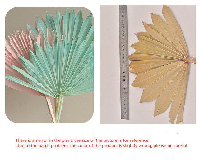 Suszony kwiat palmowy - dekoracyjna roślina liściasta, idealna do aranżacji wnętrz, łuków ślubnych i kompozycji kwiatowych, także do powieszenia na ścianie - Wianko - 7