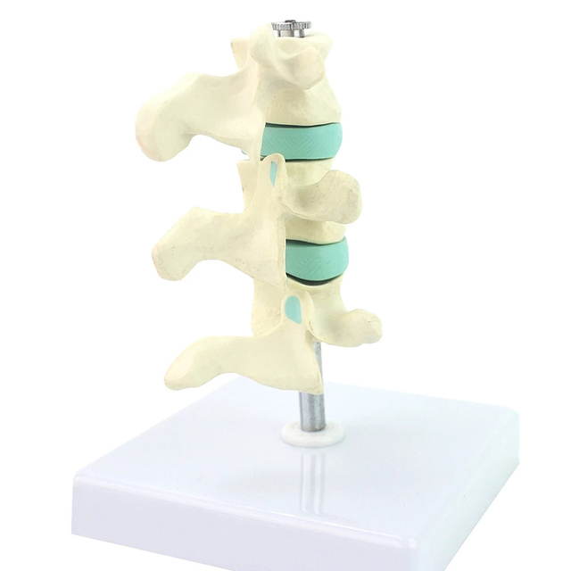 Model anatomiczny kręgów lędźwiowych do nauki medycyny - ból ortopedyczny - Wianko - 4