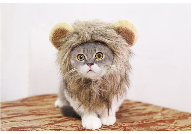 Peruka kot z lwimi grzywami dla małych psów - zwierzęcy kostium Cosplay dla zwierząt domowych - Wianko - 6