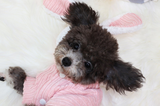 Kurtka sztruksowa dla psa i ciepłe ubranie z kapturem dla kota w różowym kolorze - Wianko - 8