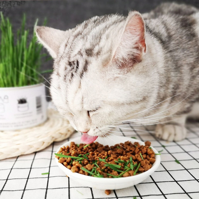 Wermikulit Pet - zdrowie żołądkowo-jelitowe dla kota, psa i królika - naturalne kiełki w puszkach, trawa dostaw - organiczne witaminy i smakołyki - Wianko - 5