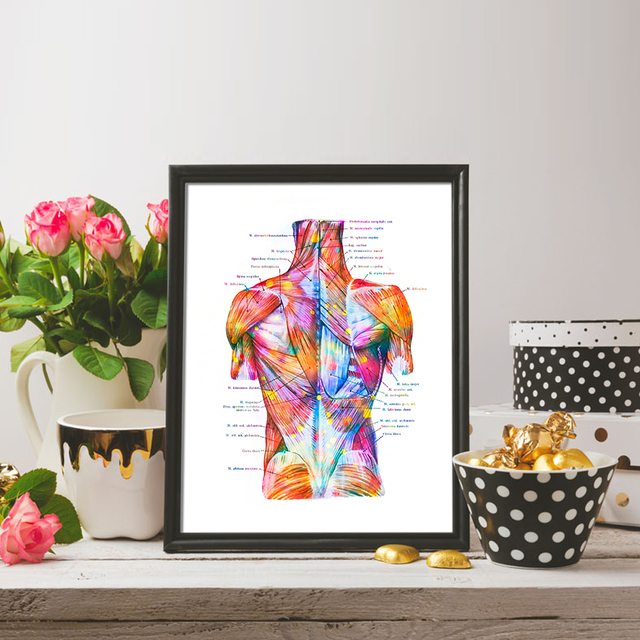 Plakat na płótnie: Anatomia mięśni tułowia - sztuka medyczna w technice akwareli - Wianko - 6