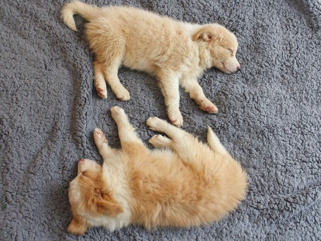 Miękkie puszyste kocyk zimowy dla zwierząt domowych - polar łóżko dla psów i kotów - Wianko - 2