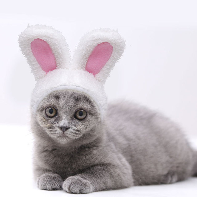 Czapka dla kota biały królik - jesienno-zimowa, ciepła, bawełniana, średniej wielkości - Wianko - 23