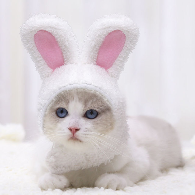 Czapka dla kota biały królik - jesienno-zimowa, ciepła, bawełniana, średniej wielkości - Wianko - 21