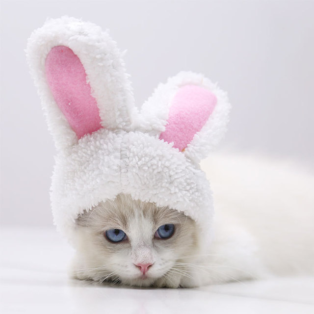 Czapka dla kota biały królik - jesienno-zimowa, ciepła, bawełniana, średniej wielkości - Wianko - 20