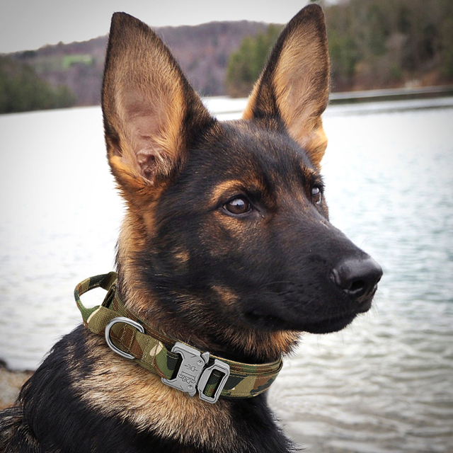 Tytuł dopracowany: Obroża wojskowa taktyczna dla psów niemieckich - średnie i duże rasy - Wianko - 10
