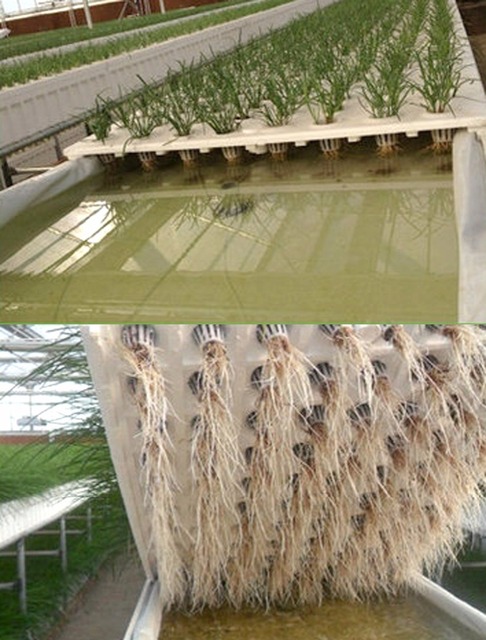 Doniczka hydroponiczna bezglebowa z systemem sadzenia, dolny rozmiar 37mm, zestaw 10 sztuk - Wianko - 16