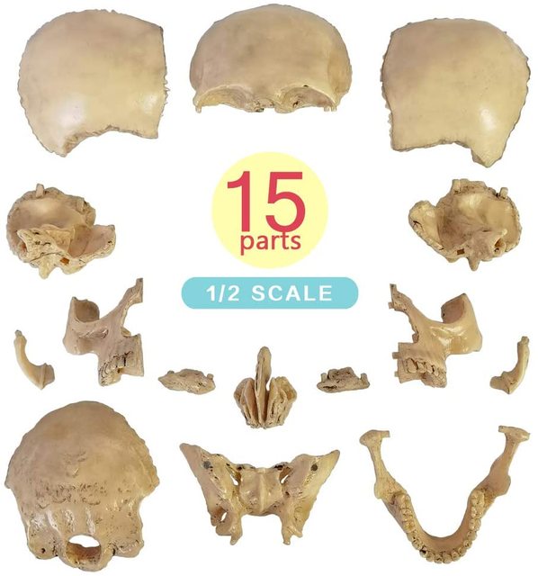 Model anatomiczny czaszki ludzkiej 15-częściowy - nowość 2021 - Wianko - 14