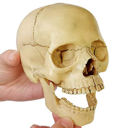 Model anatomiczny czaszki ludzkiej 15-częściowy - nowość 2021 - Wianko - 9