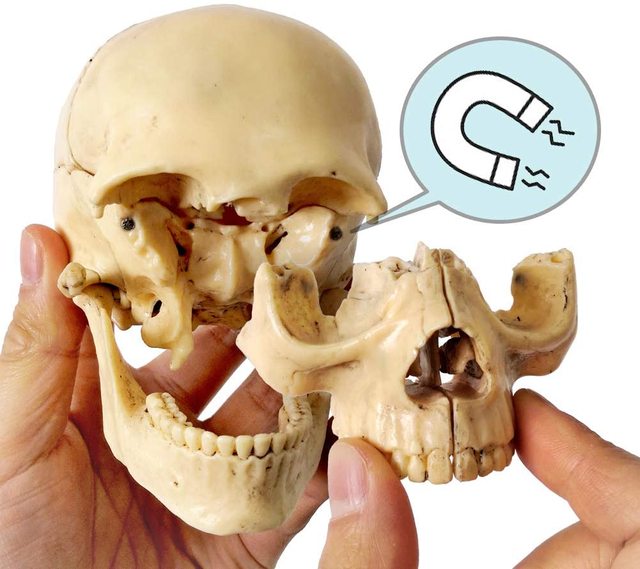Model anatomiczny czaszki ludzkiej 15-częściowy - nowość 2021 - Wianko - 12