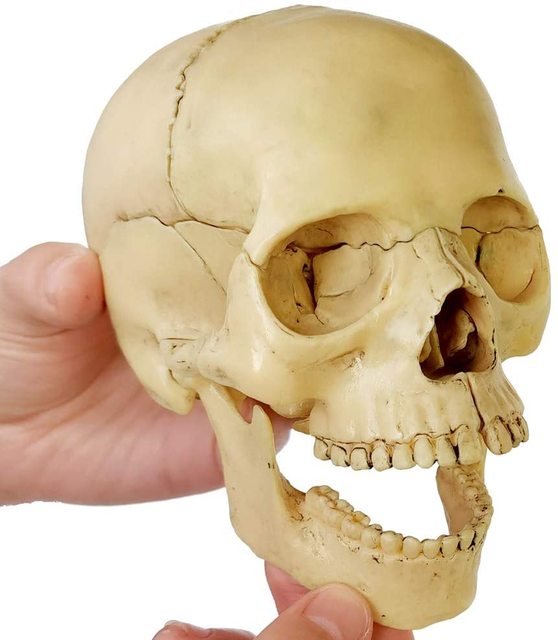 Model anatomiczny czaszki ludzkiej 15-częściowy - nowość 2021 - Wianko - 10