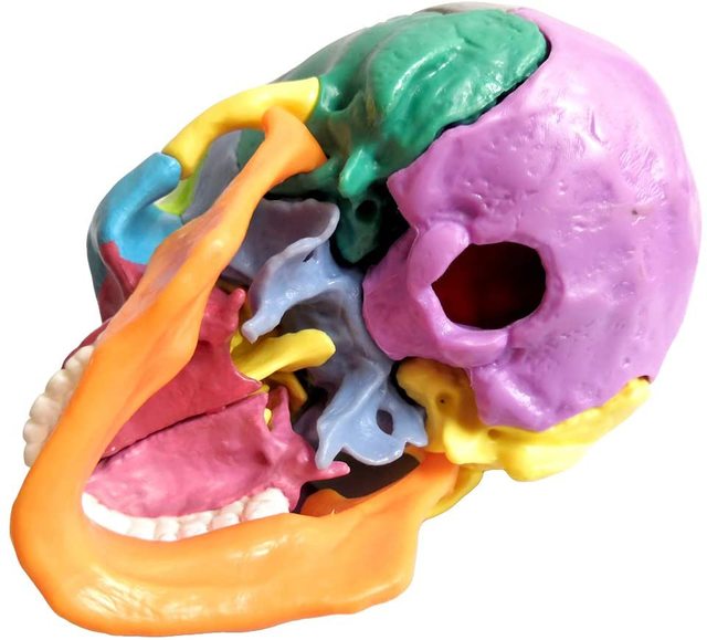 Model anatomiczny czaszki ludzkiej 15-częściowy - nowość 2021 - Wianko - 5