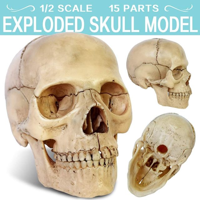 Model anatomiczny czaszki ludzkiej 15-częściowy - nowość 2021 - Wianko - 11