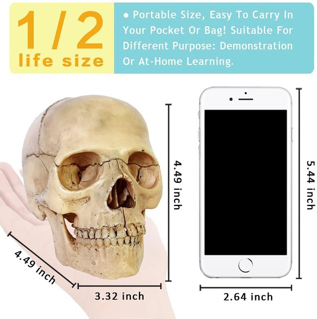Model anatomiczny czaszki ludzkiej 15-częściowy - nowość 2021 - Wianko - 13