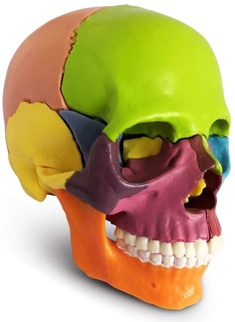Model anatomiczny czaszki ludzkiej 15-częściowy - nowość 2021 - Wianko - 7